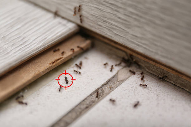 Best Pest Inspection Near Me  in Creola, AL