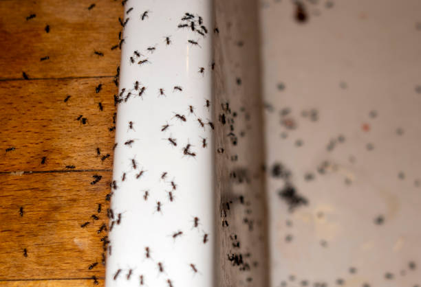 Best Spider Control Near Me  in Creola, AL