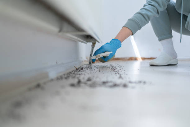 Best Ant Control Services  in Creola, AL
